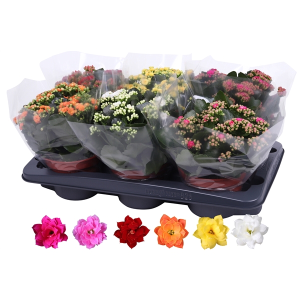 <h4>Kalanchoe Rosalina 15cm mix, blanco hoes</h4>