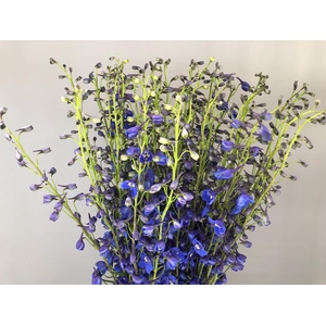 Delphinium El Dewi boy (blu)