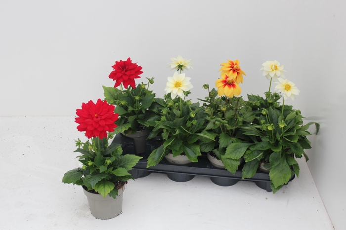 <h4>DAHL L ME GEM</h4>