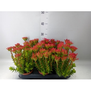 Crassula coccinea