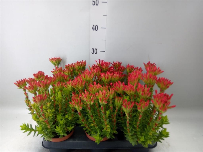 <h4>Crassula coccinea</h4>