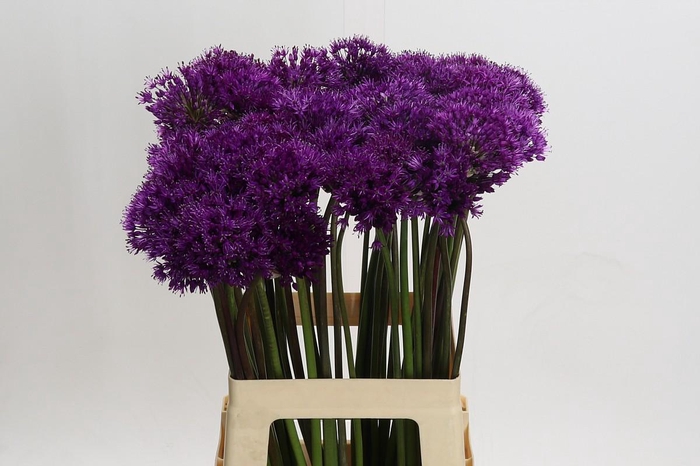 <h4>Allium 'Purple Sensation'</h4>