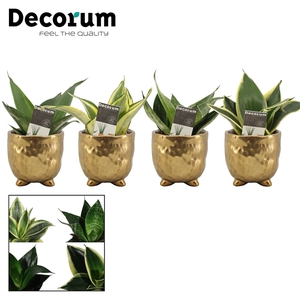 Sansevieria Hahnii 6 cm mix in Sigma (Deco-collection)
