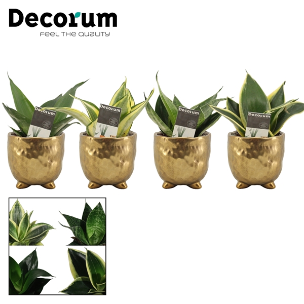 <h4>Sansevieria Hahnii 6 cm mix in Sigma (Deco-collection)</h4>