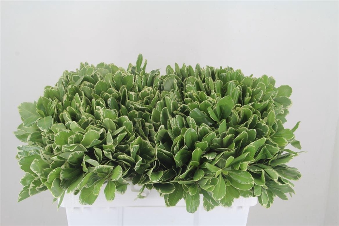 <h4>PITTOSP TO ILAN</h4>