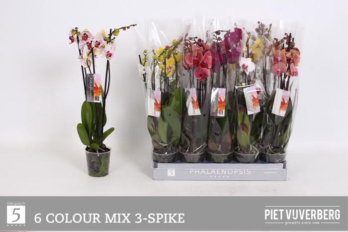 <h4>PHAL GEM 6 KL</h4>