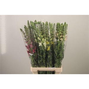 Antirrhinum It. Mixed In The Bucket