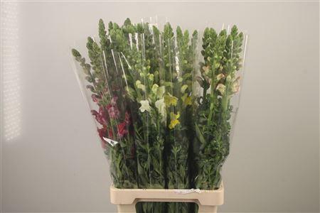 <h4>Antirrhinum It. Mixed In The Bucket</h4>
