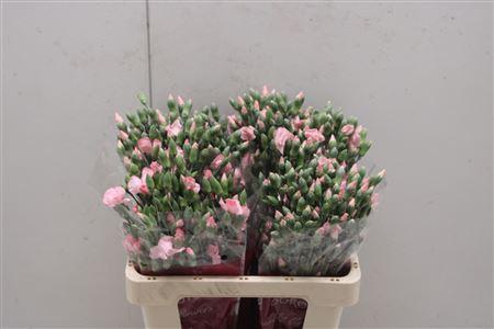 <h4>Di Solomio Cas</h4>