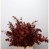 Euca Klb Cinerea Rood 300gr