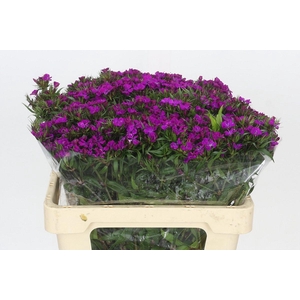 Dianthus Br Amazon Neon Purple
