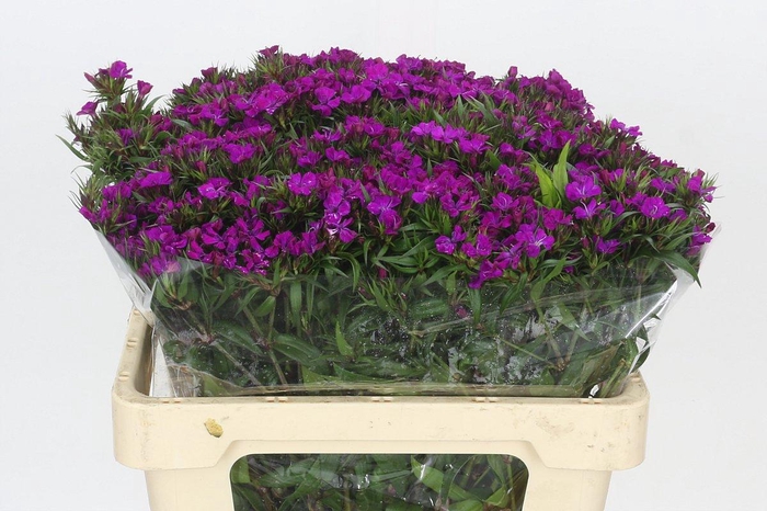 <h4>Dianthus Br Amazon Neon Purple</h4>