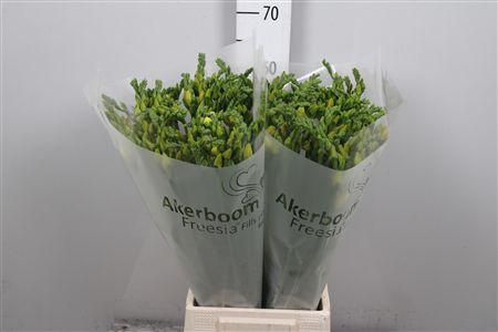 <h4>Fr Du Ballade</h4>