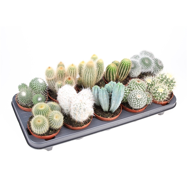 <h4>Cactus mix</h4>