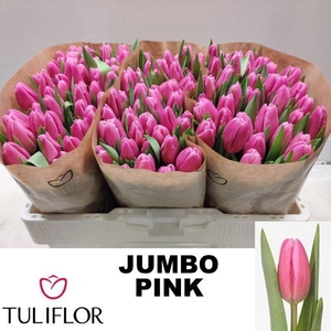 TU EN JUMBO PINK