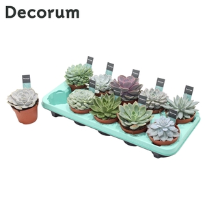 Echeveria Mix (10spc.) (decorum)