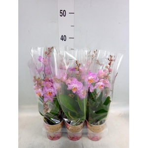 Phalaenopsis multi. 'Honeybee'