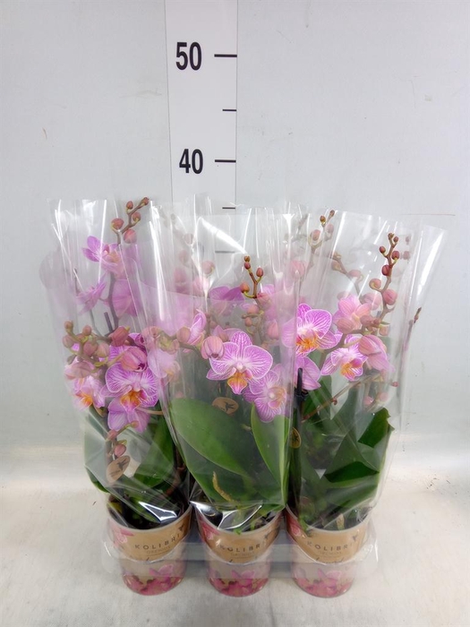<h4>Phalaenopsis multi. 'Honeybee'</h4>