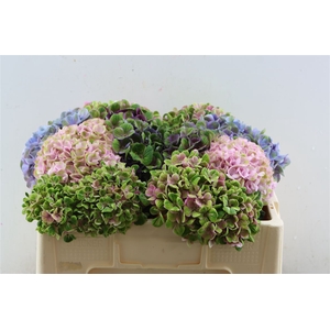 Hydrangea Mix Kleuren