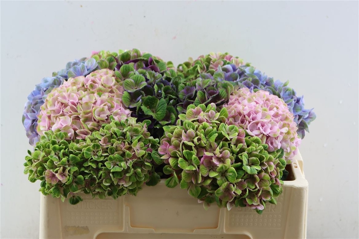 <h4>Hydrangea Mix Kleuren</h4>