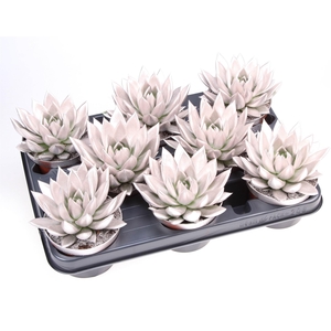 Echeveria  'Miranda'