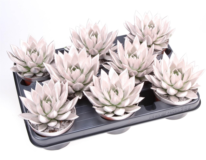 <h4>Echeveria  'Miranda'</h4>