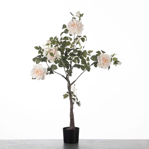 Af Rosa In Pot H115cm L.pink