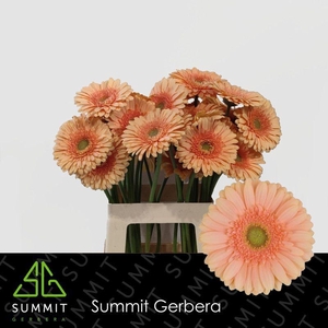Gerbera Pre-Extase Water x40 Lang