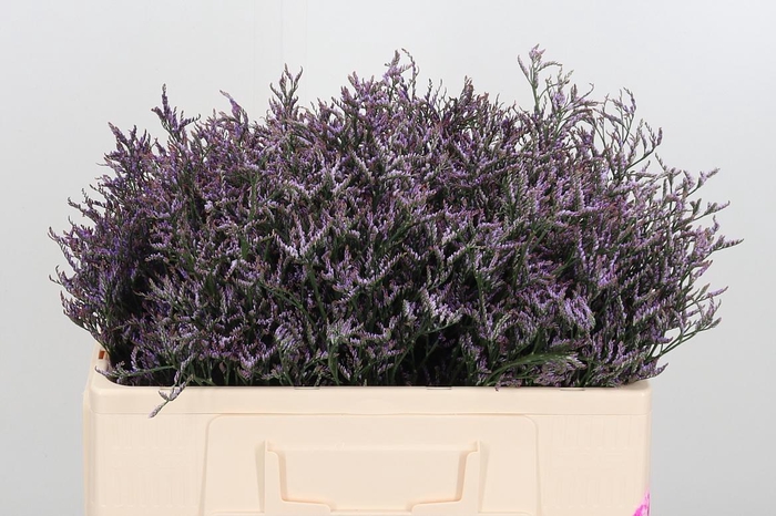 <h4>Lim Saf Lilac 50 10</h4>