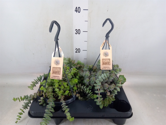 <h4>Crassula   ...</h4>