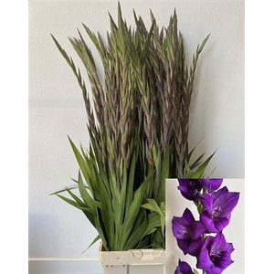 Glad Gr Purple Flora