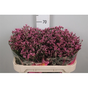 Lim Sin Tiffany Diamond