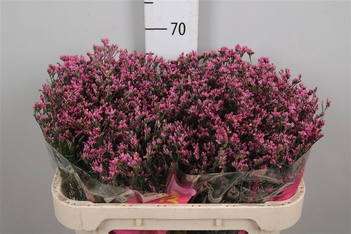 <h4>Lim Sin Tiffany Diamond</h4>