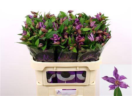 <h4>Clematis Amazing Geneva 70cm</h4>