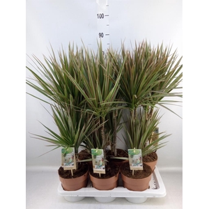 Dracaena marg. 'Bicolor'