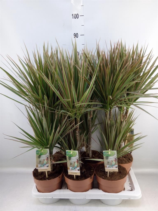 <h4>Dracaena marg. 'Bicolor'</h4>