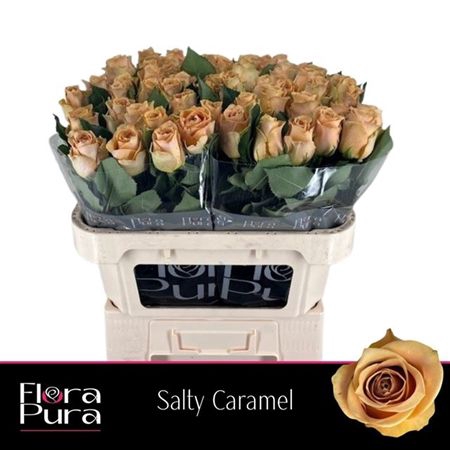 <h4>R Gr Salty Caramel!</h4>