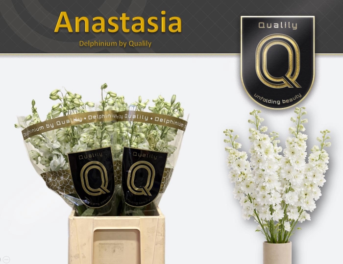 <h4>DELPH DU ANASTASIA 70CM X40</h4>