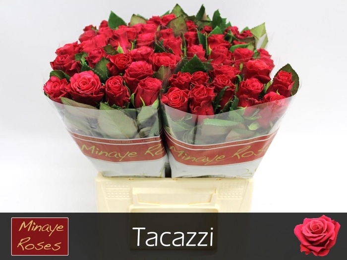<h4>R Gr Tacazzi Minaye</h4>