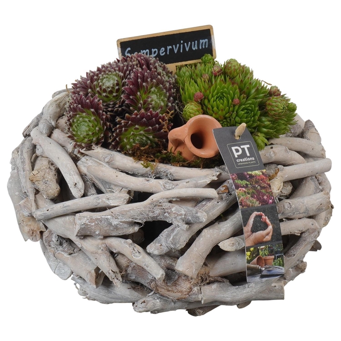 <h4>PTS7438 Arrangement Sempervivum in houten bak</h4>