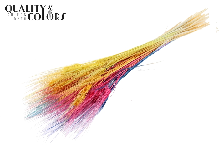 <h4>Triticum Beard per bunch Bleached Rainbow Mix</h4>