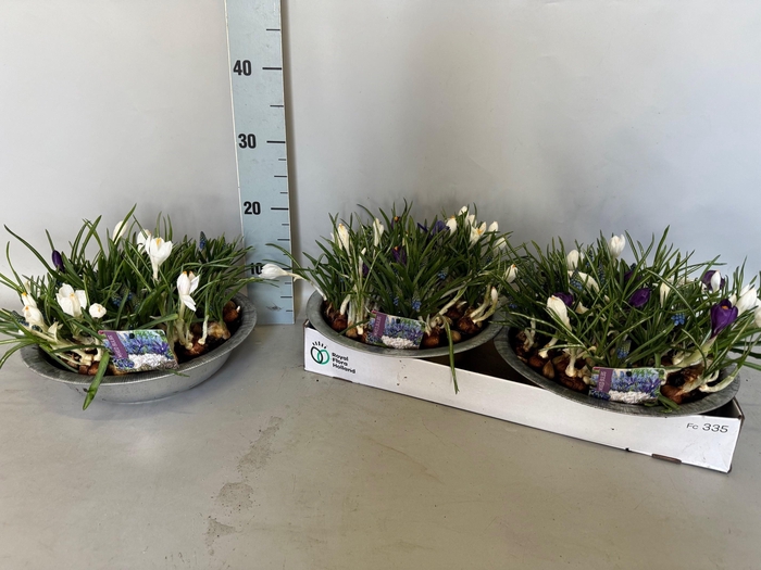 <h4>BOLBLOEMEN GEM</h4>