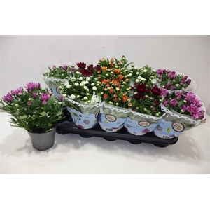 Chrysant Double Mix