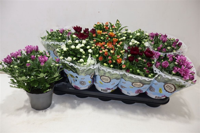 <h4>Chrysant Double Mix</h4>