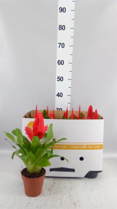 <h4>Vriesea 'Kallisto P'</h4>