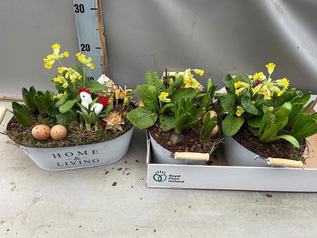 <h4>ARR BOL KNOLGEWAS</h4>