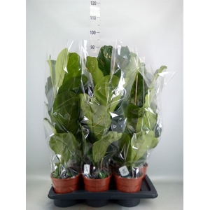Ficus lyrata