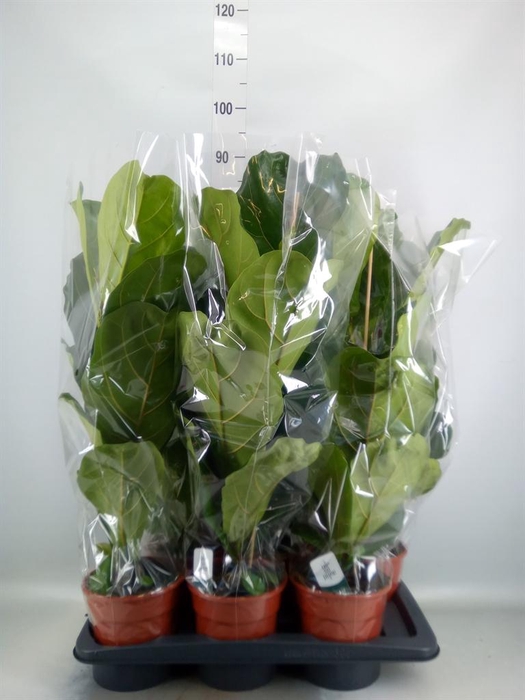 <h4>Ficus lyrata</h4>