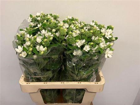 <h4>Oxy Co Perf White Harmony</h4>