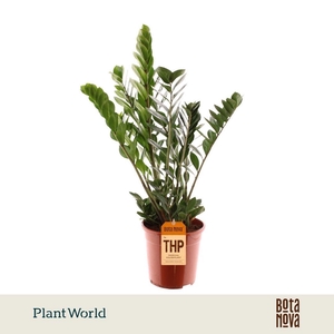 Zamioculcas 8 Veren